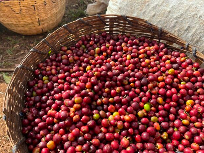 Renly's Morning Walk - Medium Roast - 12oz - Whole Bean