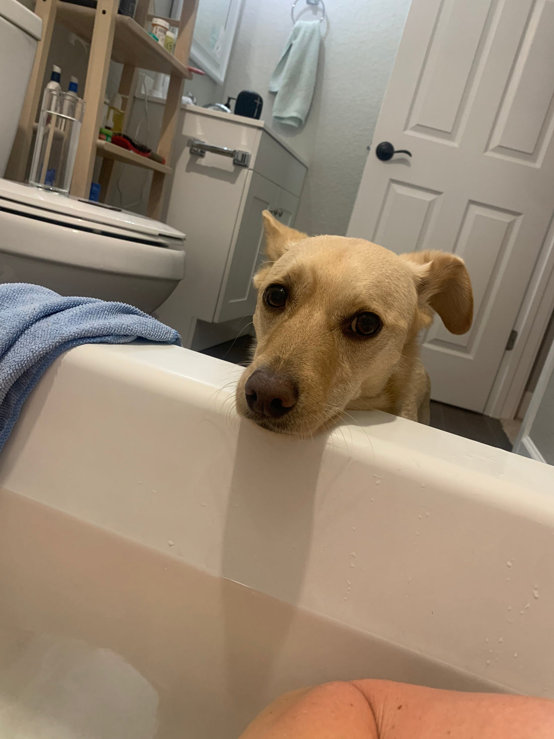 Why is My Dog Obsessed with Licking Me in the Bathtub?!