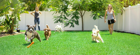 New Dog on the Block: A Guide to Dog Park Socializing