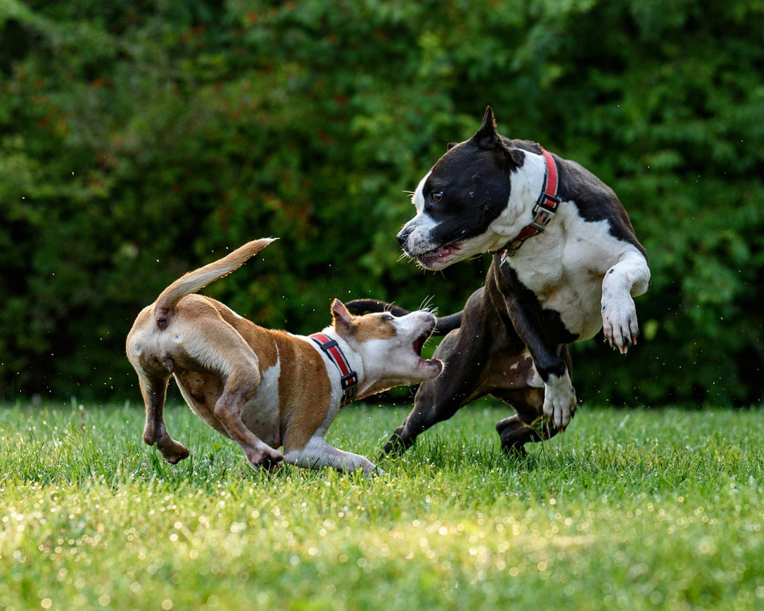 Two dogs playing in a grassy field.