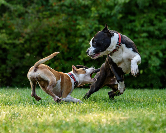 Two dogs playing in a grassy field.
