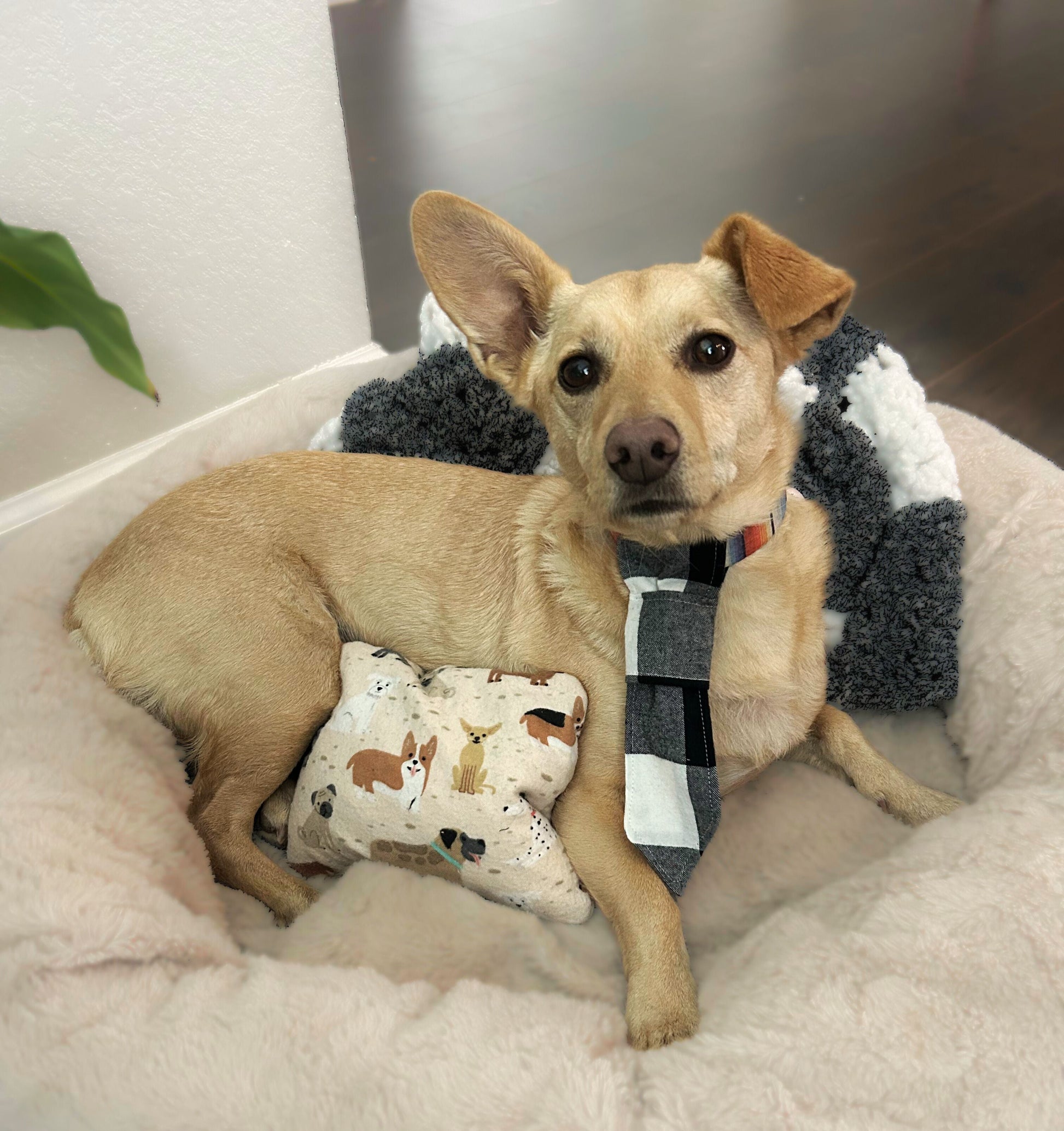 Dog sitting on a fluffy pet bed with a heating pad featuring dog illustrations.