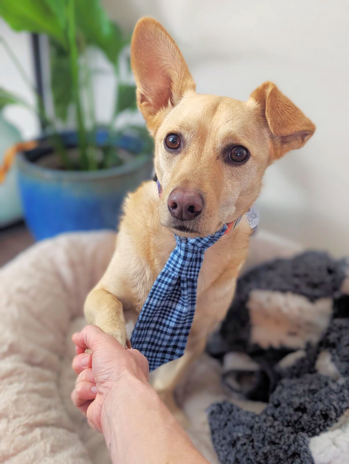 Handmade Dog Ties