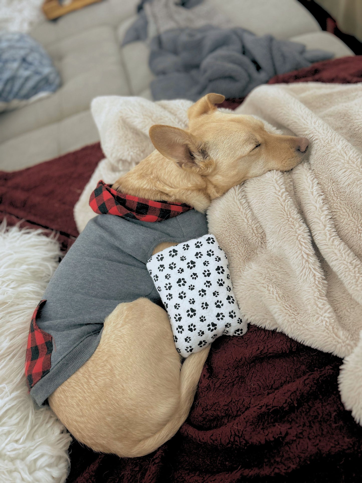Dog sleeping on the couch with a cozy heating pad.